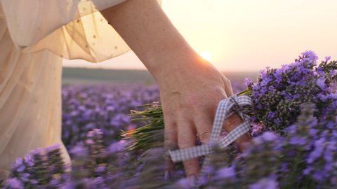 Hand woman holds on blooming lavender in dress at sunset on sunny summer day slow motion. Woman walks through blooming lavender field meditates, nature. Lens flares purple plant. Relax. Aromatherapy