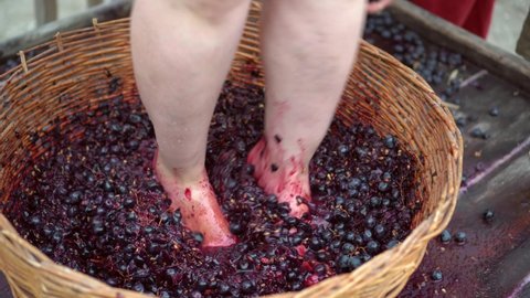 Wine tour. Grape-treading or grape-stomping in traditional wine-making. Grapes are trampled in basket by barefoot woman to release their juices and begin fermentation
