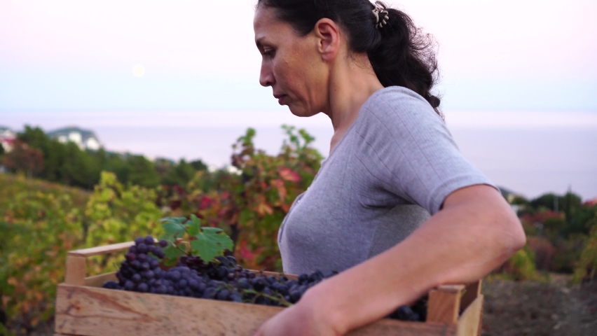 Grape Harvesting. Wine Grape Harvest. Woman farmer with crop box. Organic farming. Grape picking and wine making. Vineyards Farmland. South America, Argentina, Chile Royalty-Free Stock Footage #1058967617