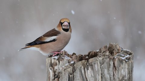 Hawfinch (Coccothraustes coccothraustes) on a feeder in the forest. Snowflakes and a beautiful snag