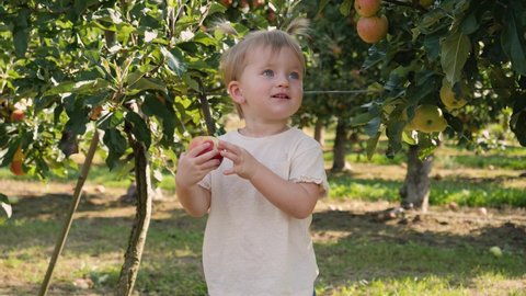 Baby child girl eat bite ripe apple fruit staying in apple tree garden
