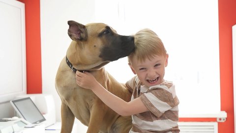 Happy child boy with dog in vet clinic, joyful boy have fun with beloved big mastiff dog, sit at table.