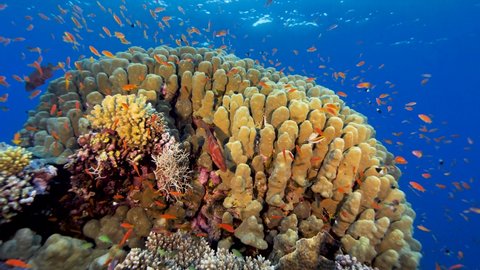 Tropical underwater sea fishes. Madrepora, tropical colorful seascape. Underwater reef. Reef coral scene. Coral garden seascape. Colorful coral ecosystems in beautiful ocean.Egyptian red sea.