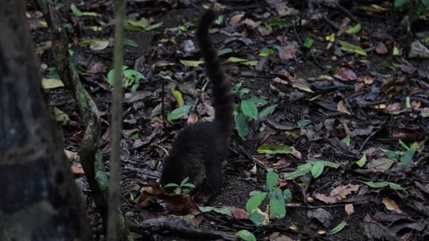 A cute Coati digging in Corcovado National Park
