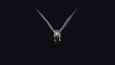 Peregrine Falcon with Snake - 4K Flying Loop - Front View

