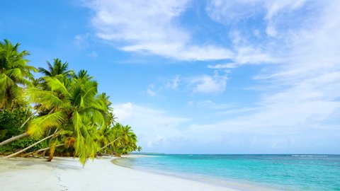 Paradise sea beach landscape. Beautiful solar sea background. Loop video Caribbean sea and palm grove on the clear white sand beach. Copy space, nobody.