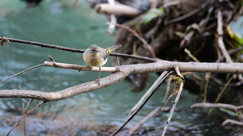 Young grey wagtail (Motacilla cinerea)