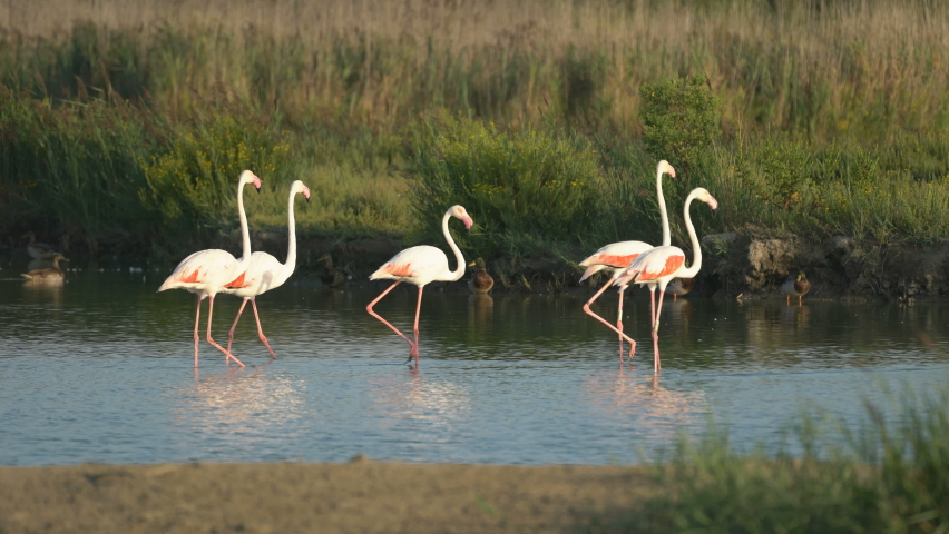 Flamingos in the Camargue, France, Europe. Royalty-Free Stock Footage #1058978438