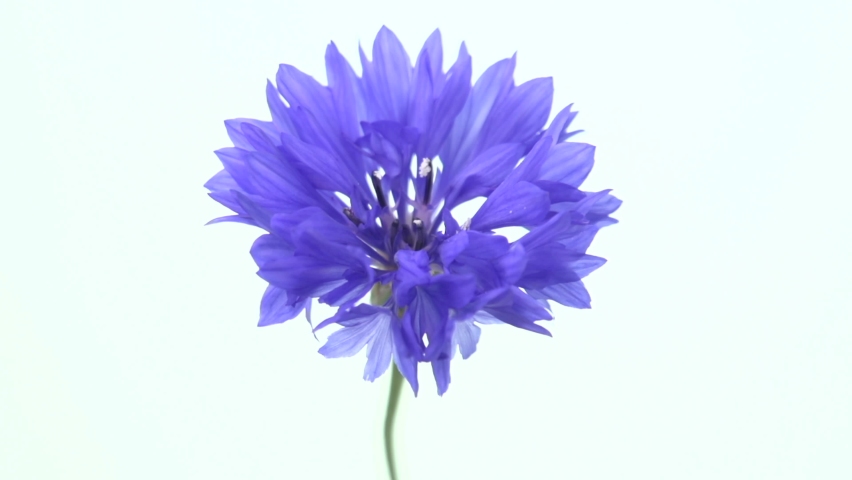 Cornflower flower blooms on white backgroundcornflower flower blooms on white background. Time lapse