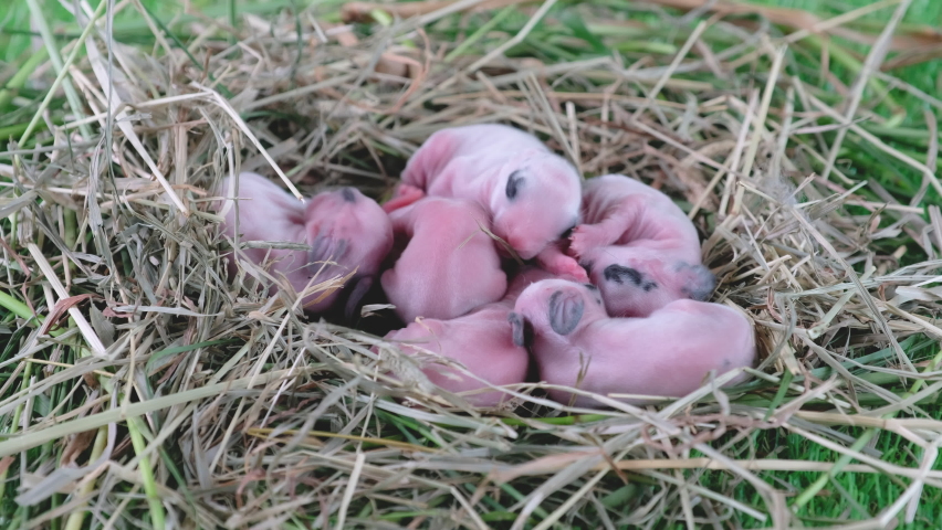 Group of newborn baby rabbit are moving and sometime sleeping around nest built with dry grass. Concept of new life animal with different character show cute and lovely for human as pet in house.  Royalty-Free Stock Footage #1058982245