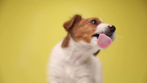 little jack russell terrier dog standing on yellow background, licking the glass in front of him and walking away