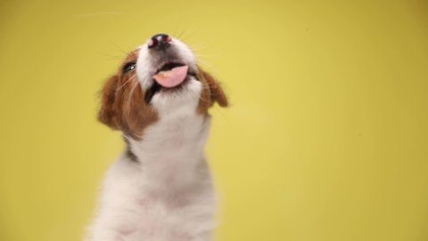 cute jack russell terrier dog sitting against yellow background and licking the glass in front of him