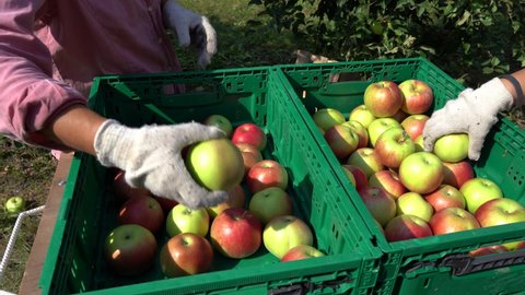 Farmers Putting Apples in Crate. Apple Harvest and Infield Sorting of Fruit. Apple Picking in Orchard. Bulk of Red Apples in the Plastic Fruit Storage Crate.
