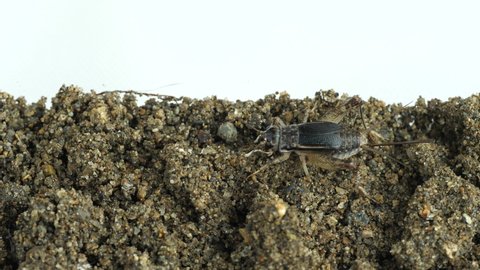 Alive cricket walking back and forth on the soil. Close up. High protein insect food. Safety and healthy ingredient