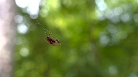Spider on spiderweb running away after being frightened.