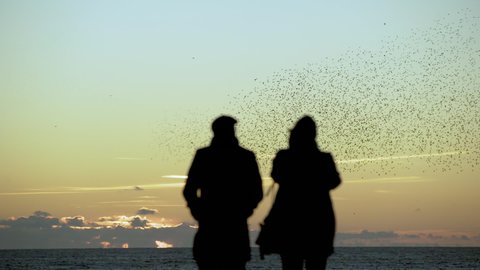 Two people watch large flock of birds fly in unison over ocean at dusk