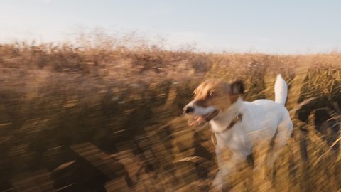 Dog Jack Russell Terrier runs Wheat Field along country road for walk with his owner sticking out his tongue in summer in sun at sunset slow motion. Pet runs quickly in meadow. Lifestyle. Farm. Agro