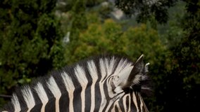 head of an African zebra standing in the zoo in the afternoon in Yalta