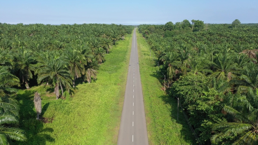 Aerial view of palm oil plantation At Sandakan Sabah, Borneo. Aerial footage Royalty-Free Stock Footage #1059001613