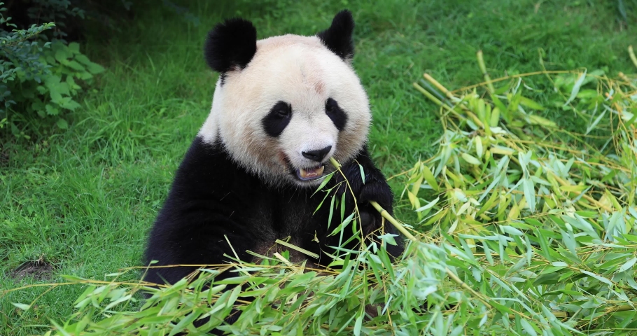 Panda eats bamboo in the forest | Shutterstock HD Video #1059005369