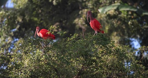 Two scarlet ibis are posed in a tree