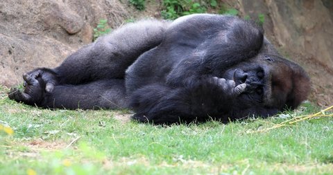 Silverback gorilla sits in the meadow