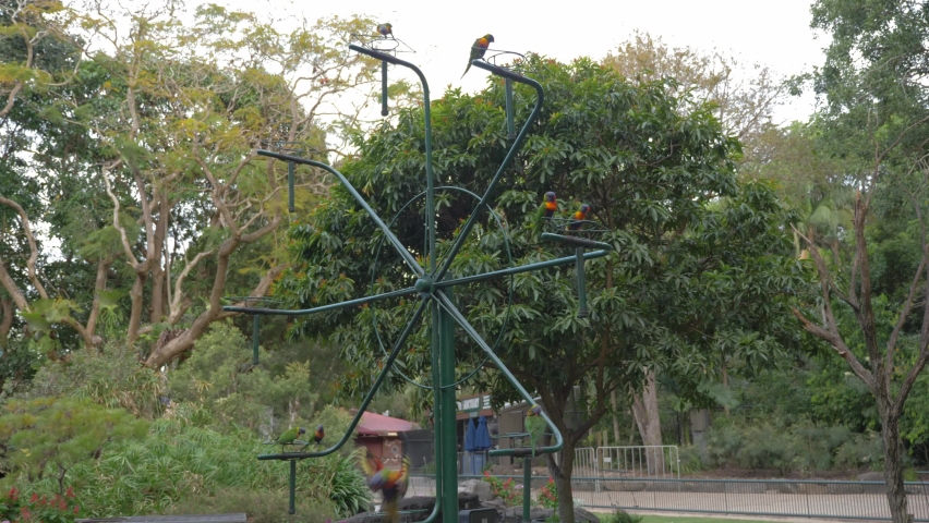 Rainbow Lorikeets Resting On The Ferris Wheel Bird Feeder - Currumbin Wildlife Sanctuary - Gold Coast, QLD, Australia. - wide shot