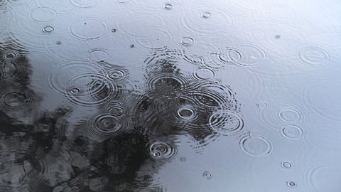 Water circles from raindrops. The rain starts and gets stronger. Waves shake the reflection of pine branches over the water of the lake. Autumn rain begins in the forest.