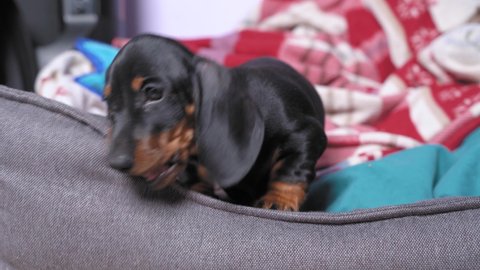 Little naughty dachshund puppy is lying in pet bed and gnawing on furniture. Fangs of baby dog grow and itch, new home and family for adopted kid