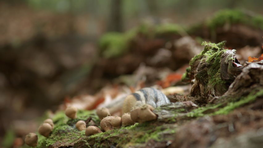 CU Eastern chipmunk (Tamias striatus) while eating