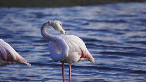 Greater Flamingo cleans feathers in the wetlands in Dubai, Middle East, Ras Al Khor Wildlife Sanctuary, close up shot with selective shallow focus