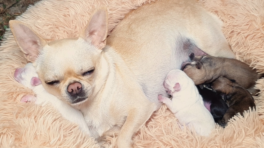 Mom Dog Chihuahua Feed Newborn Stock Footage Video 100 Royalty Free 1059016904 Shutterstock