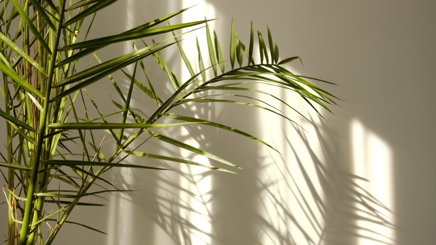 Morning sun lighting the room, shadow background overlays. Transparent shadow of tropical leaves. Abstract gray shadow background of natural leaves tree branch falling on white wall Royalty-Free Stock Footage #1059018167