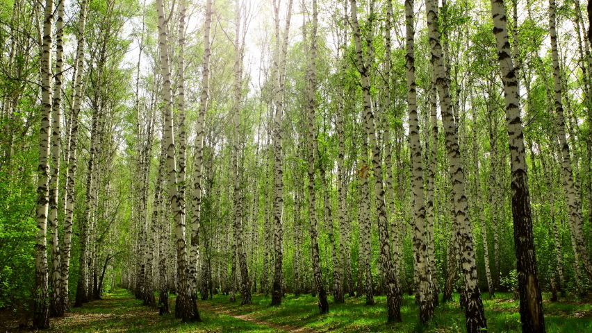 Birches with green leaves sway in the strong wind. Forest landscape. 4K video Royalty-Free Stock Footage #1059018653