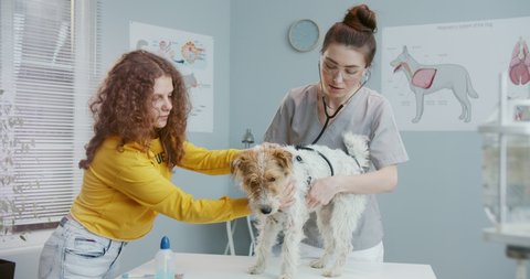 Beautiful curly girl in yellow sweater, holding pet at doctor's appointment at veterinary clinic. Dog stands on examination table while female vet in form with statoscope examines it.