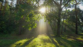 Walk through the magic forest in the morning. Sun rays emerging though the green tree branches. Green forest with warm sunbeams illuminating oak tree. Gimbal high quality shot - Powered by Shutterstock - Get 15% off with code: PIKWIZARD15
