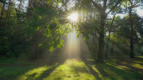 Walk through the magic forest in the morning. Sun rays emerging though the green tree branches. Green forest with warm sunbeams illuminating oak tree. Gimbal high quality shot