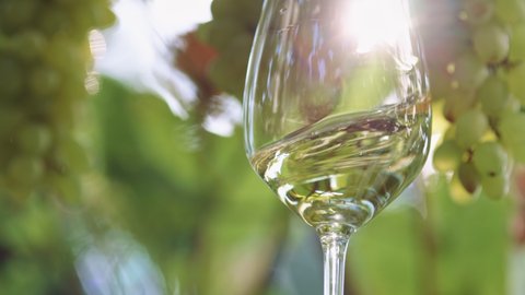 Glass of white wine over white grapes. Sun breaks through the branches of the vineyard and illuminates shaking glass of white wine. Waving white wine