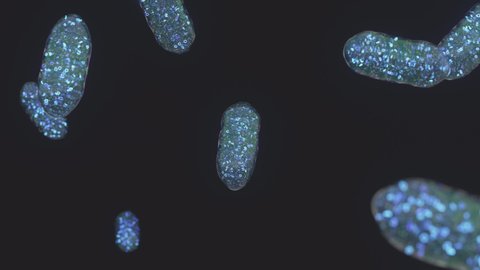 Mitochondria floating on black background with animated cell structures. 3d render