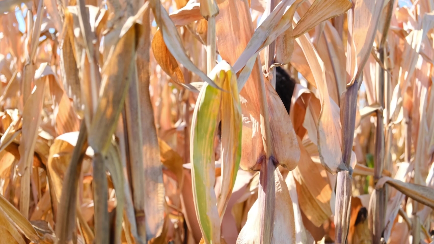 Beautiful mixed race young female with perfect skin walks and smiles in the dried cornfields in slow motion