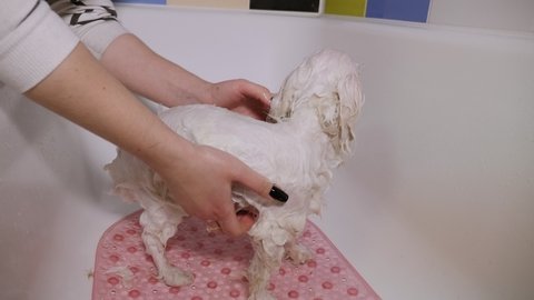 A close-up of a dog groomer bathes a dog Bichon Bolognese in the bathroom with a special shampoo for dog hair.