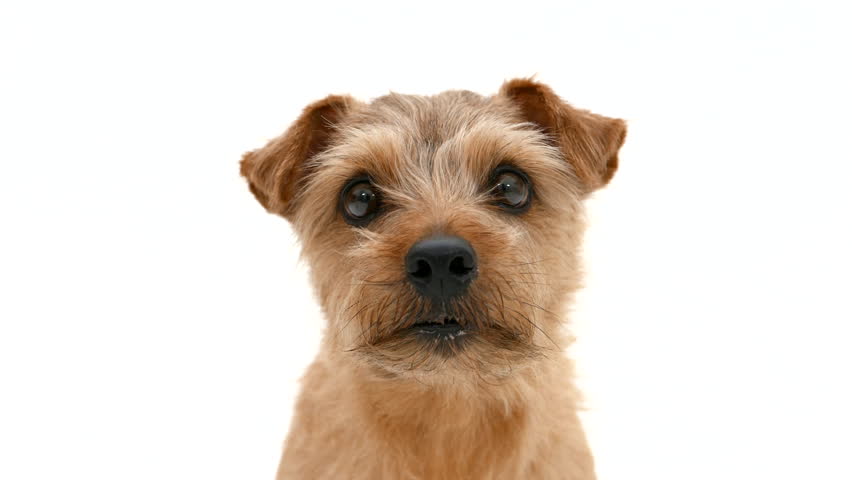 Norfolk Terrier Dog Looking Right Stock Footage Video 100 Royalty Free Shutterstock