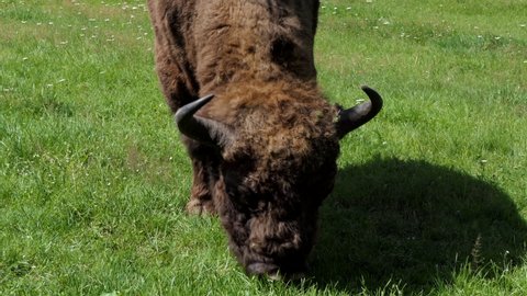 European bison (Bison bonasus) grazing at Bialowieza Forest in Poland, Europe. Animal eating grass in Polish national park, UNESCO World Heritage Site. Wild animals, wildlife and nature