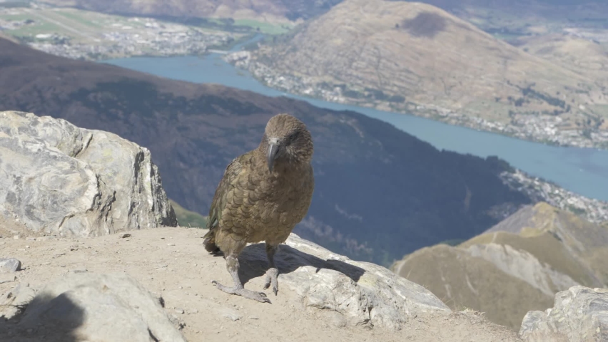 The infamous Kea Gazing of South Island New Zealand. a large species of parrot endemic to the Southern Alps of New Zealand — has become the first non-mammal to show signs 