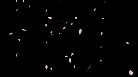 Falling Cherry Blossom Realistic Petals 2 clip.3D rendering.This clip have fall start to end and seamless loop and alpha matte you can place on footage or background easier to change color. - Powered by Shutterstock - Get 15% off with code: PIKWIZARD15
