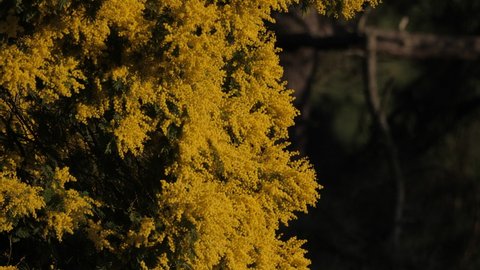 Acacia dealbata in full bloom in late winter, very showy flower but also very allergic