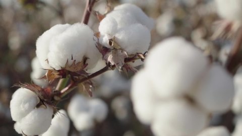 cotton close-up on the background of a cotton plantation