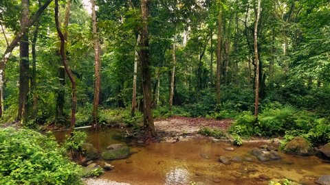 Tropical wild rainforest creek spring between mysterious curved trees in summer Season. Lush green foliage and a deep natural biosphere. Slow camera track in natural daylight