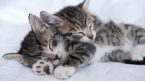 4k two striped domestic kittens sleeping, lying on white light blanket on bed. Sleep cat. Concept of adorable pets