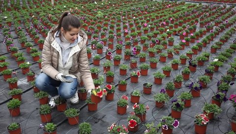 Portrait of young woman gardener holding pot with petunia flowers in greenhouse. High quality FullHD footage